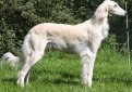 Салюки (Персидская борзая, газелья собака) / Saluki (Persian Greyhound)