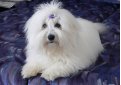 Котон де тулеар / Coton de Tulear