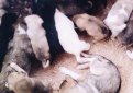 Всем 24 щенкам, найденным в лесу под Рязанью, нашли новых хозяев Всем 24 щенкам, найденным в лесу под Рязанью, нашли новых хозяев