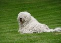 Венгерская овчарка (Комондор) / Komondor (Hungarian Komondor, Hungarian Sheepdog)