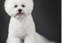 Бишон фризе / Bichon Frise (Bichon Tenerife, Tenerife Dog, Bichon a Poil Frise)