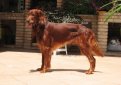 Ирландский сеттер (Ирландский красный сеттер) / Irish Setter (Irish Red Setter)