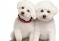 Бишон фризе / Bichon Frise (Bichon Tenerife, Tenerife Dog, Bichon a Poil Frise)