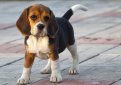 Бигль (Английский бигль) / Beagle (English Beagle)