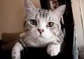 Шотландская прямоухая кошка (Скоттиш страйт) / Scottish Straight Cat