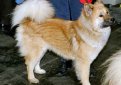 Айну (Хоккайдская собака, хоккайдо) / Ainu Dog (Hokkaido Dog, Ainu Ken)