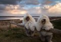 Бобтейл (Староанглийская овчарка) / Bobtail (Old English Sheepdog)