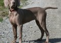 Веймаранер (Веймарская легавая) / Weimarainer (Weimaraner Vorstehhund)