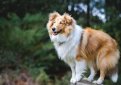 Шелти (Шетландская овчарка) / Shetland Sheepdog (Sheltie)