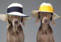 Веймаранер (Веймарская легавая) / Weimarainer (Weimaraner Vorstehhund)