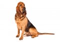 Бладхаунд (Собака Св. Губерта) / Bloodhound (Chien de Saint-Hubert, St. Hubert Hound, Sleuth Hound)
