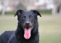 Босерон (Французская овчарка, овчарка из провинции Бос) / Beauceron (Berger de Beauce, Bas Rouge, French Shorthaired, Beauce Shepherd)