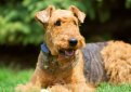 Эрдельтерьер / Airedale Terrier (Bingley Terrier, Waterside Terrier)