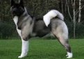 Акита-ину (Акита) / Akita Inu (Akita Jnu, Japanese Akita)