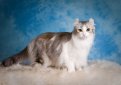 Американский керл / American Curl Американский керл / American Curl