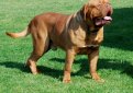 Бордоский дог (Французский мастиф) / French Mastiff (Dogue de Bordeaux, Bordeaux Mastiff, Bordeaux Bulldog)