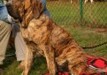 Фила бразилейру (Бразильская фила, бразильский мастиф) / Fila Brasileiro (Brazilian Mastiff)