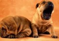 Шарпей (Китайская бойцовая собака) / Shar Pei (Chinese Fighting Dog)