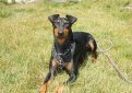 Манчестерский терьер / Manchester Terrier (Black and Tan Terrier)