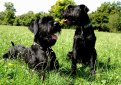 Ризеншнауцер (Гигантский шнауцер) / Riesenschnauzer (Giant Schnauzer)