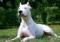 Аргентинский дог (Аргентинский мастиф, дого аргентино) / Dogo Argentino (Argentinian Mastiff)