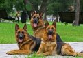 Немецкая овчарка / Deutscher Schaferhund (German Shepherd Dog)