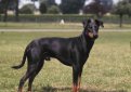 Манчестерский терьер / Manchester Terrier (Black and Tan Terrier) Манчестерский терьер / Manchester Terrier (Black and Tan Terrier)