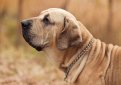 Фила бразилейру (Бразильская фила, бразильский мастиф) / Fila Brasileiro (Brazilian Mastiff)