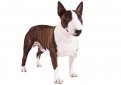 Бультерьер (Английский бультерьер) / Bull Terrier (Bully, Gladiator, English Bull Terrier)