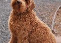 Лабрадудль / Labradoodle