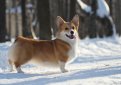 Вельш корги пемброк (Пемброк вельш корги) / Pembroke Welsh Corgi