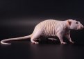 Бесшерстная крыса (Голая крыса, лысая крыса, крыса сфинкс) / Sphynx (Hairless)