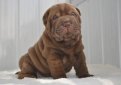 Шарпей (Китайская бойцовая собака) / Shar Pei (Chinese Fighting Dog)