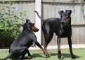 Манчестерский терьер / Manchester Terrier (Black and Tan Terrier)