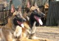 Малинуа (Бельгийская овчарка малинуа) / Belgian Shepherd Malinois (Malinois,  Belgian Malinois)