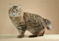 Американский бобтейл / American Bobtail Американский бобтейл / American Bobtail