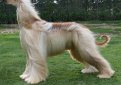 Афганская борзая / Afghan Hound (Ogar Afgan, Eastern Greyhound, Persian Greyhound, Tazi)