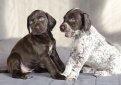 Курцхаар (Немецкий пойнтер, немецкая короткошерстная легавая) / Kurzhaar (German Shorthaired Pointer, Deutscher Kurzhaariger Vorstehhund)