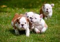 Английский бульдог / English Bulldog (British Bulldog)