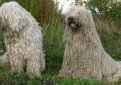 Венгерская овчарка (Комондор) / Komondor (Hungarian Komondor, Hungarian Sheepdog)