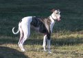 Грейхаунд (Английская борзая) / Greyhound (English Greyhound)