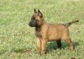 Малинуа (Бельгийская овчарка малинуа) / Belgian Shepherd Malinois (Malinois,  Belgian Malinois)