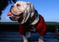 Английский бульдог / English Bulldog (British Bulldog)