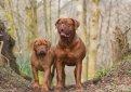 Бордоский дог (Французский мастиф) / French Mastiff (Dogue de Bordeaux, Bordeaux Mastiff, Bordeaux Bulldog)