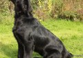 Гладкошерстный ретривер (Прямошерстный ретривер) / Flat-Coated Retriever