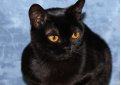 Бомбей (Бомбейская кошка) / Bombay Cat Бомбей (Бомбейская кошка) / Bombay Cat