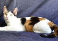 Анатолийская кошка (Турецкая короткошерстная кошка) / Anatoli (Turkish Shorthaired Cat, Anadolu Kedisi)