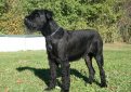 Ризеншнауцер (Гигантский шнауцер) / Riesenschnauzer (Giant Schnauzer)