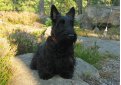 Шотландский терьер (Скотч-терьер, скотти) / Scottish Terrier (Scottie, Aberdeen Terrier)