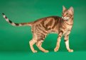 Сококе (Соукок) / Sokoke Cat Сококе (Соукок) / Sokoke Cat